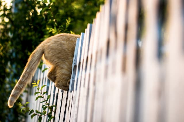Longtail Keyword